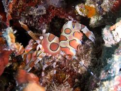 Kuredu and Komandoo Island - Maldives. Dive Centre - Harlequin shrimp.